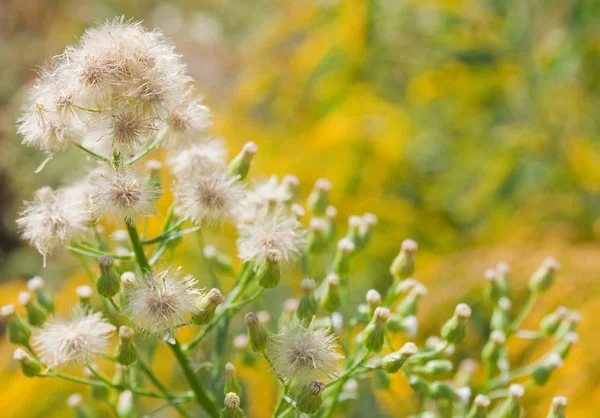 stock image Close up of dandelions on yellow background