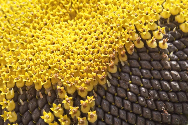 Beautiful ripen sunflower close up, background — Stock Photo, Image