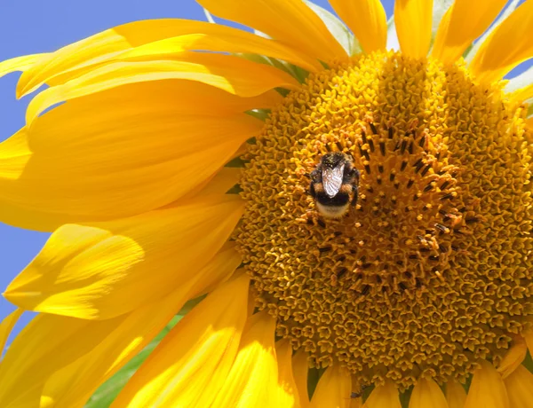 Hummel auf einer Sonnenblume, aus nächster Nähe — Stockfoto