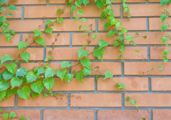 Bakstenen muur en ivy opknoping neer op het — Stockfoto