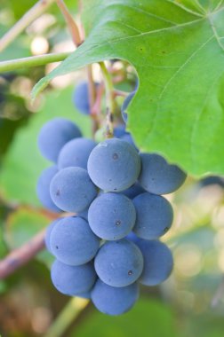 Bunch of wild grapes, close up