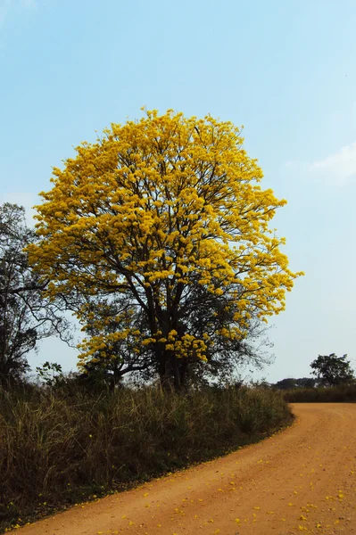 stock image Yellow tree, maculis