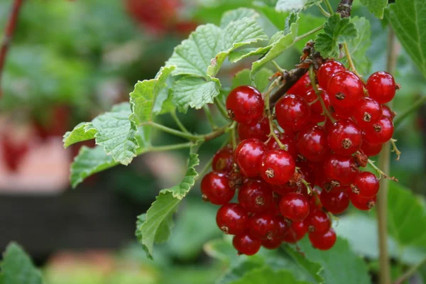 stock image Red Currant