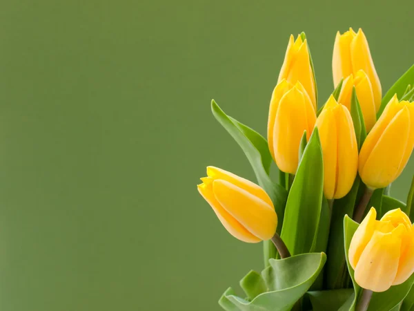 stock image Yellow tulips