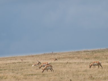 pronghorn sürüsü