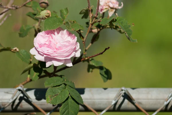 Садові троянди — стокове фото