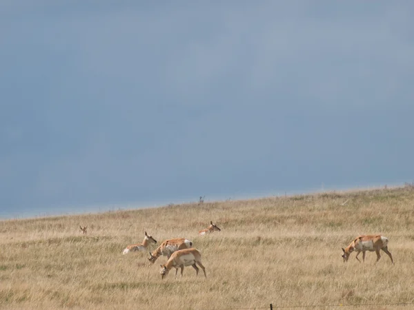 stock image Pronghorn Herd