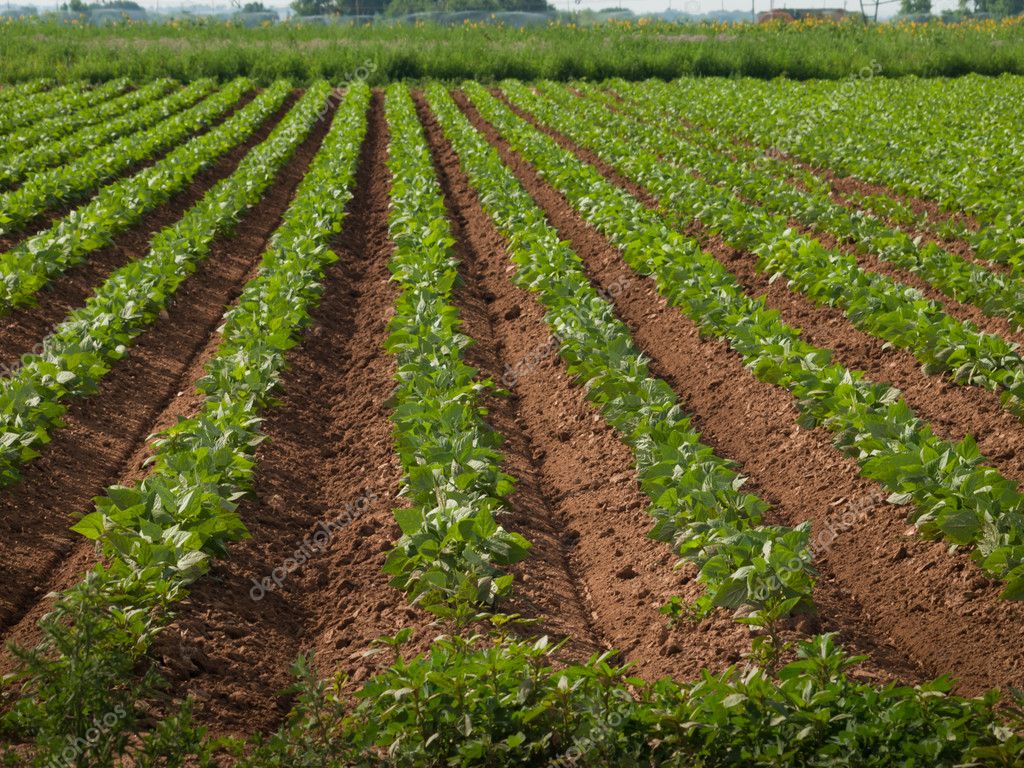 Agricultural land with row crops — Stock Photo © urban_light #6135322