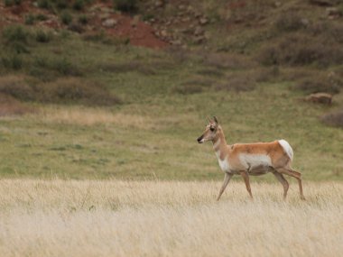 pronghorn antilop