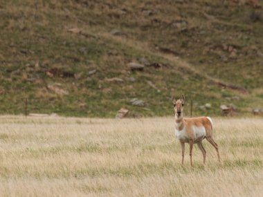 pronghorn antilop