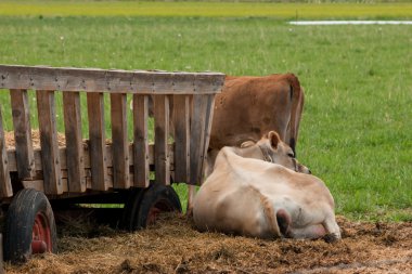 Red dairy cow clipart