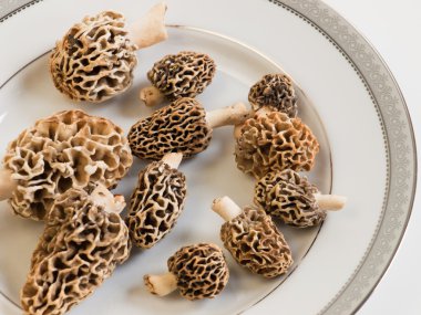 Morel Mushrooms clipart