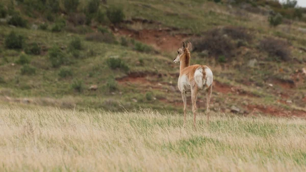 Pronghorn Antelope — Stock Photo, Image