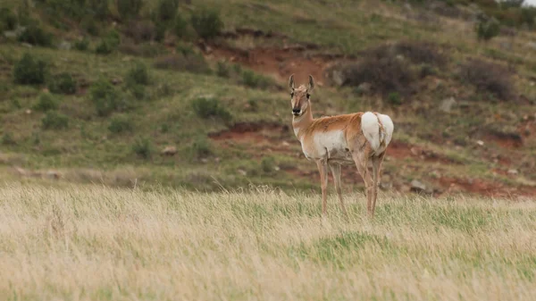 Pronghorn Antelope — Stock Photo, Image