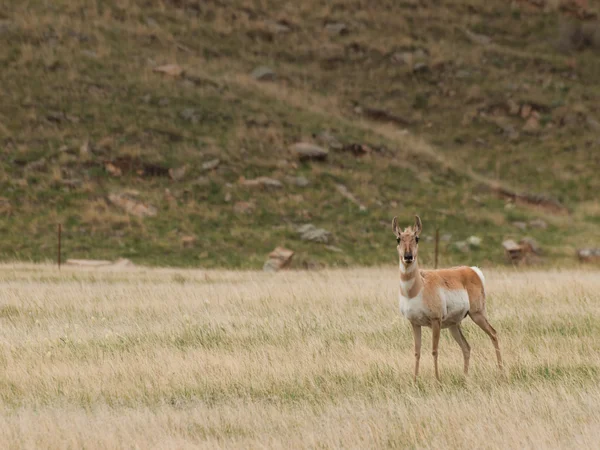 Pronghorn Antilope — Stockfoto