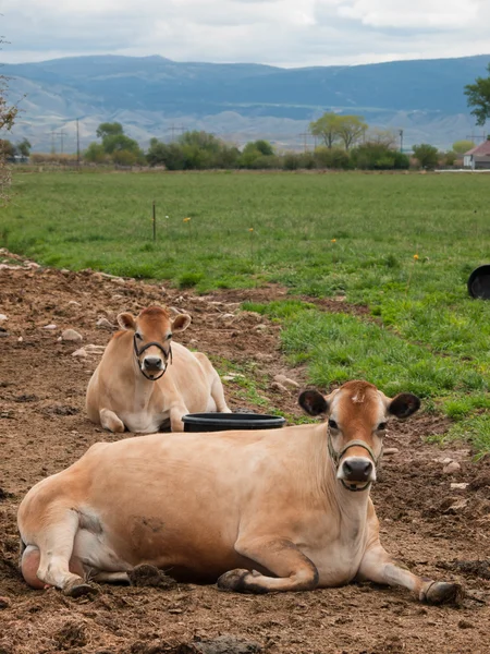 Красная молочная корова — стоковое фото