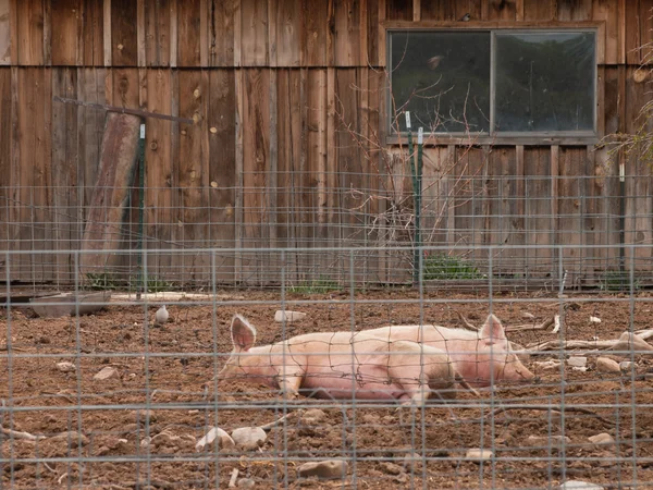 Свині на фермі — стокове фото