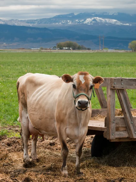 Vaca leiteira vermelha — Fotografia de Stock