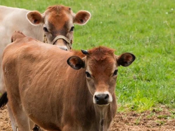 Красная молочная корова — стоковое фото