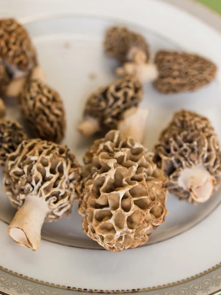 stock image Morel Mushrooms