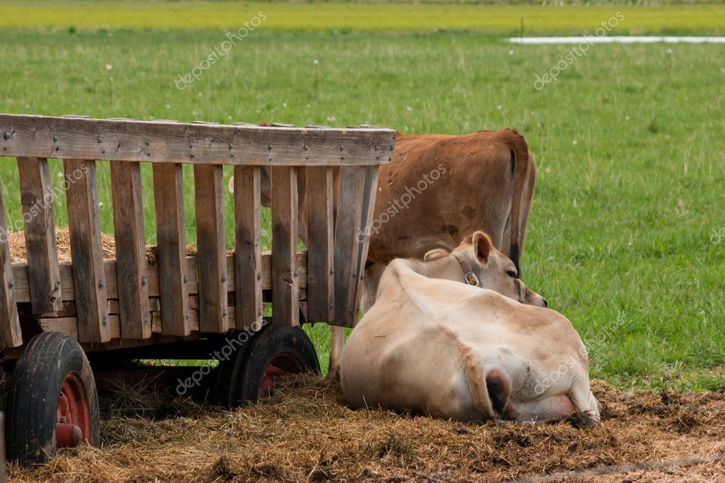 Red dairy cow — Stock Photo © urban_light #6142799