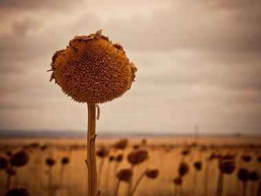 Dried Sunflower clipart