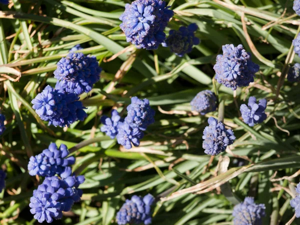 Kék tavaszi virágok — Stock Fotó