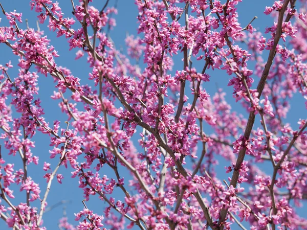 stock image Bloom