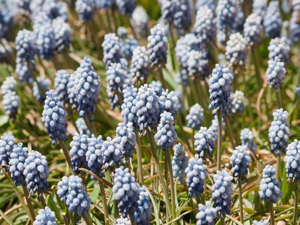 Blue Spring Flowers — Stock Photo, Image