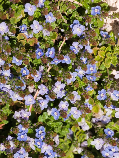 stock image Blue Flowers