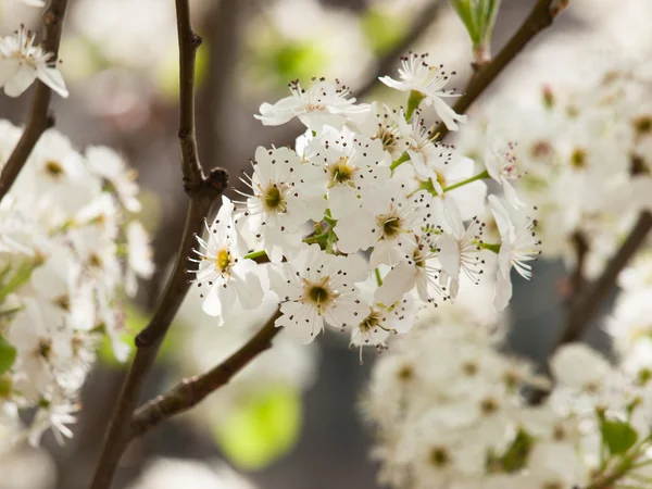 Flor blanca — Foto de Stock