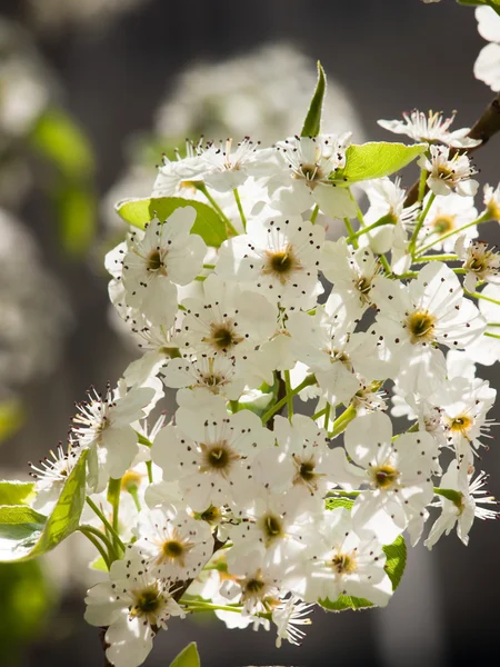 Flor blanca —  Fotos de Stock