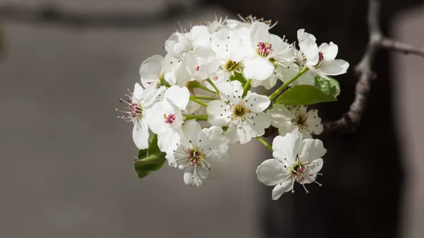 Valkoinen kukka. — kuvapankkivalokuva