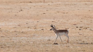 Pronghorn