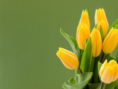 Yellow tulips clipart