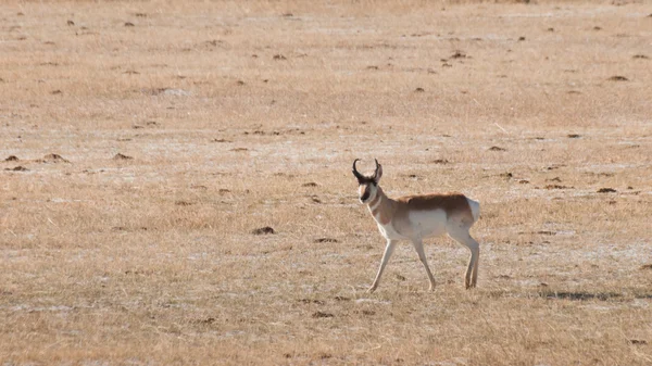 Antilope d'Amérique — Photo