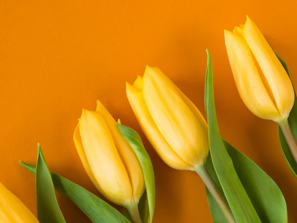 stock image Yellow tulips