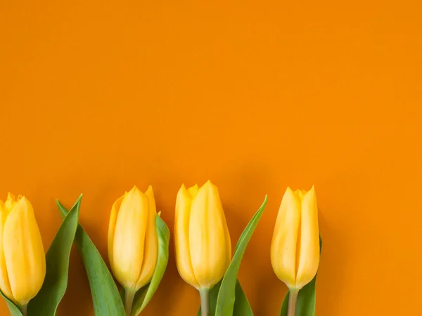 stock image Yellow tulips