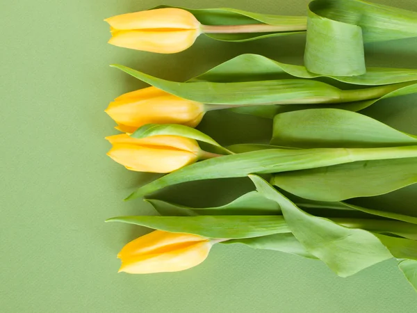 stock image Yellow tulips