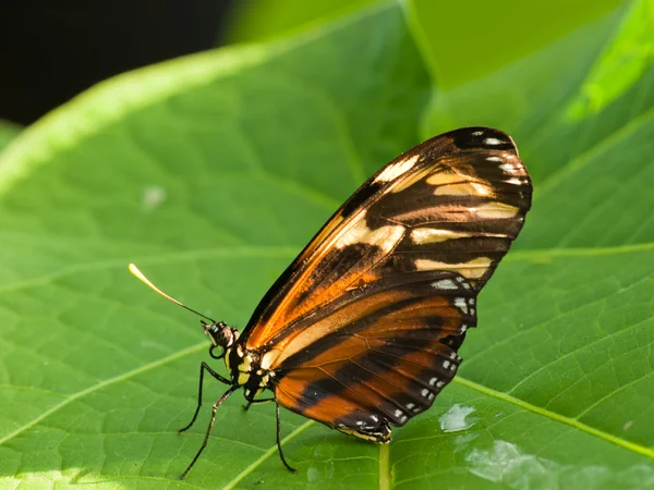 stock image Butterfly