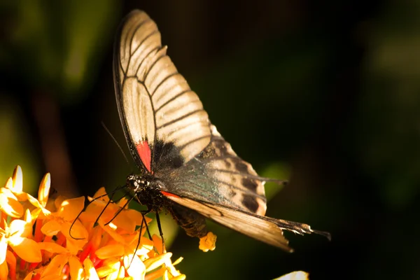 stock image Butterfly