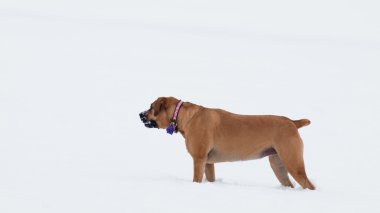 Karda oynayan köpek.