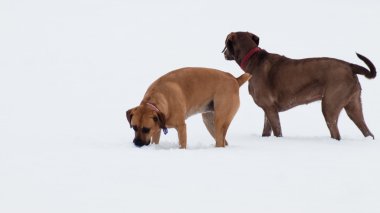 Karda oynayan iki köpek.