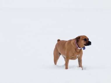 Karda oynayan köpek.