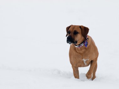 Karda oynayan köpek.