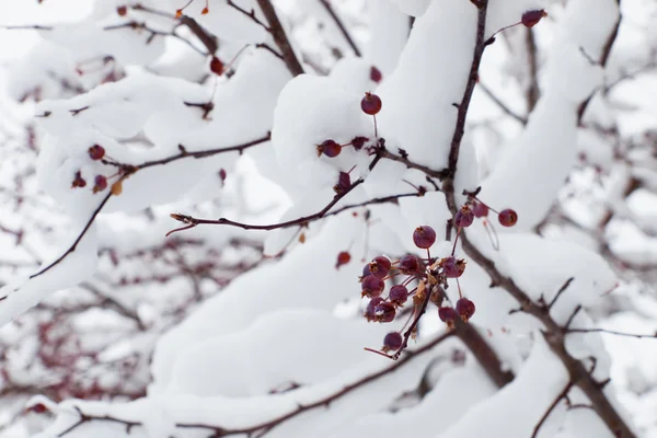 Bessen in sneeuw — Stockfoto