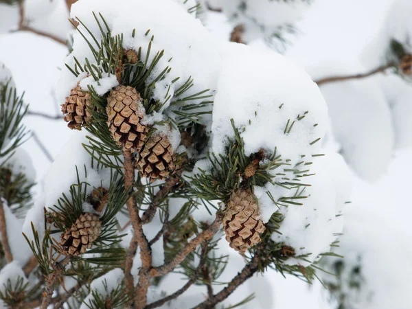 Cono di pino nella neve invernale — Foto Stock