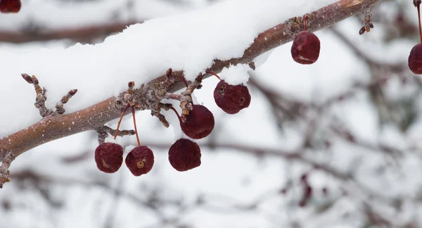 Beeren im Schnee — Stockfoto