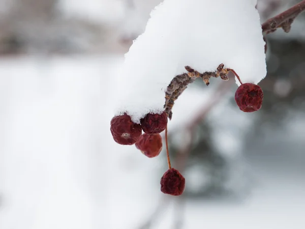 Berries in snow — Stock Photo, Image