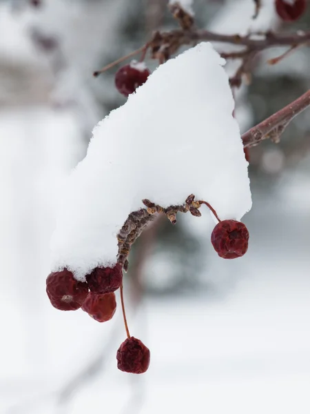 雪の中で果実 — ストック写真
